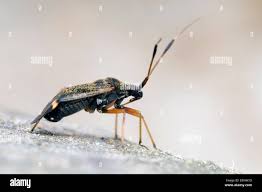 Attēlu rezultāti vaicājumam “Closterotomus biclavatus”