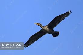Image result for Phalacrocorax carbo