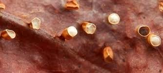 Attēlu rezultāti vaicājumam “Craterium minutum macro”