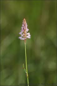 Attēlu rezultāti vaicājumam “Bistorta major flower”