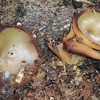 Attēlu rezultāti vaicājumam “Peziza flavida”