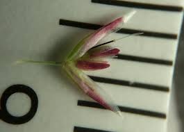 Attēlu rezultāti vaicājumam “Corynephorus canescens flower”