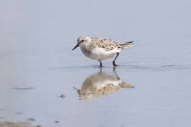 Image result for Calidris ruficollis