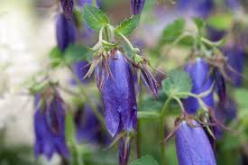 Image result for Campanula strigosa