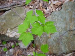 Attēlu rezultāti vaicājumam “Chenopodium acerifolium leaf”
