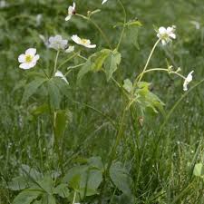 Attēlu rezultāti vaicājumam “Ranunculus polyanthemos”