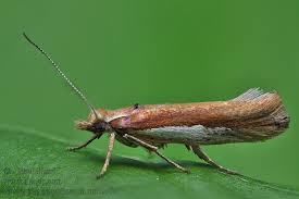 Attēlu rezultāti vaicājumam “Ypsolopha parenthesella”