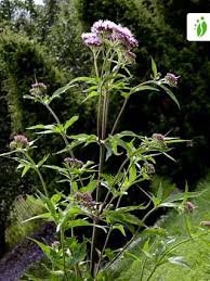 Image result for Eupatorium cannabinum