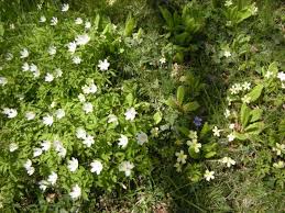 Attēlu rezultāti vaicājumam “Anemone nemorosa leaf”