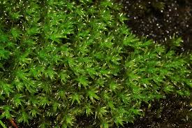 Attēlu rezultāti vaicājumam “Dichodontium pellucidum”