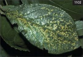 Attēlu rezultāti vaicājumam “Eriophyes padi”