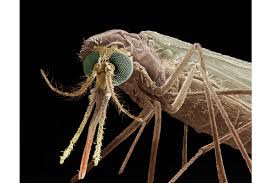 Attēlu rezultāti vaicājumam “Diachea muscorum plasmodium”