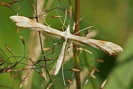 Attēlu rezultāti vaicājumam “Gillmeria pallidactyla”