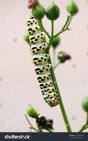 Attēlu rezultāti vaicājumam “Shargacucullia scrophulariae”