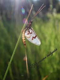 Attēlu rezultāti vaicājumam “Ephemera vulgata”