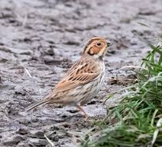Image result for Emberiza pusilla