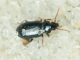 Attēlu rezultāti vaicājumam “Tachyta nana”