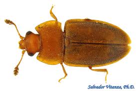 Attēlu rezultāti vaicājumam “Nitidulidae”