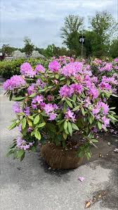 Attēlu rezultāti vaicājumam “Rhododendron catawbiense”