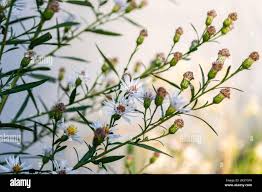 Image result for Aster lanceolatus