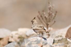 Attēlu rezultāti vaicājumam “Galerida cristata”