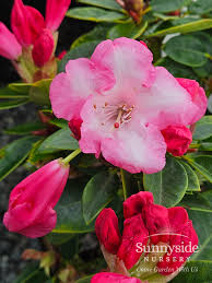 Attēlu rezultāti vaicājumam “rhododendron”