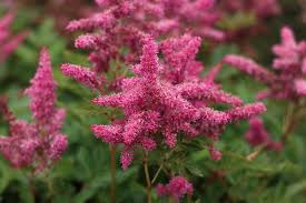Image result for Astilbe