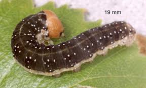 Attēlu rezultāti vaicājumam “Achlya flavicornis”