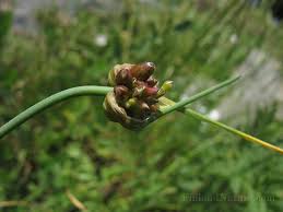 Attēlu rezultāti vaicājumam “Allium oleraceum bud”