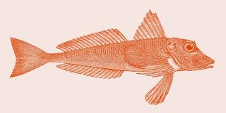Image result for Chelidonichthys cuculus