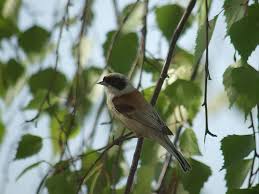 Attēlu rezultāti vaicājumam “Remiz pendulinus adult”