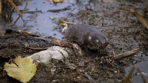 Attēlu rezultāti vaicājumam “Dianema depressum”