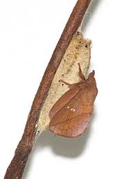 Attēlu rezultāti vaicājumam “Euthrix potatoria imago”