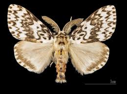 Attēlu rezultāti vaicājumam “Lymantria monacha”