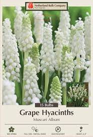 Attēlu rezultāti vaicājumam “Muscari botryoides flower”