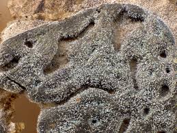 Attēlu rezultāti vaicājumam “Didymium serpula”