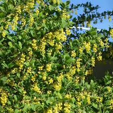 Attēlu rezultāti vaicājumam “Berberis”