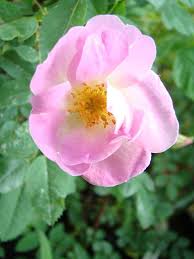 Attēlu rezultāti vaicājumam “Rosa glauca”