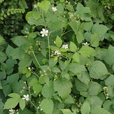 Attēlu rezultāti vaicājumam “Rubus caesius flower”