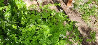 Attēlu rezultāti vaicājumam “Anthriscus”