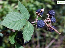 Attēlu rezultāti vaicājumam “Rubus caesius”