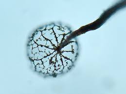 Attēlu rezultāti vaicājumam “Cribraria splendens macro”