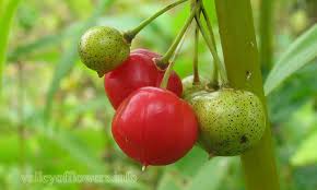 Attēlu rezultāti vaicājumam “Polygonatum verticillatum bud”