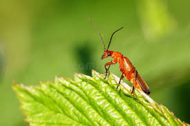 Attēlu rezultāti vaicājumam “Rhagonycha fulva”