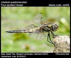 Attēlu rezultāti vaicājumam “Libellula quadrimaculata”