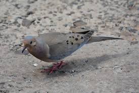 Image result for Zenaida macroura