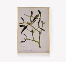 Attēlu rezultāti vaicājumam “Viscum album”