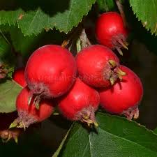 Attēlu rezultāti vaicājumam “Crataegus submollis fruit”