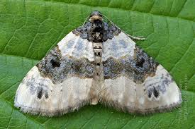 Attēlu rezultāti vaicājumam “Cosmorhoe ocellata”