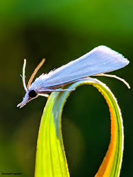 Attēlu rezultāti vaicājumam “Hypatima rhomboidella”